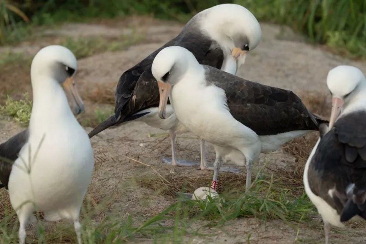 Найстаріша у світі дика пташка Вісдом відклала яйце / Фото: USFWSPacific/X / © 