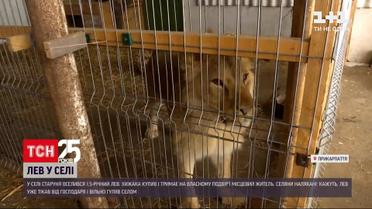 У прикарпатському селі мешканець вигулює лева без намордника у звичайному повідку для собак | Новини України