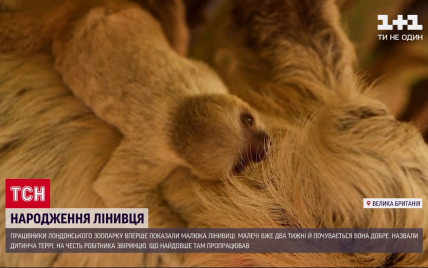 У лондонському звіринці вперше показали нещодавно народженого лінивця Террі: відео