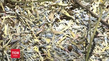 Під Дніпром знайшли подрібнені гривні в мішках