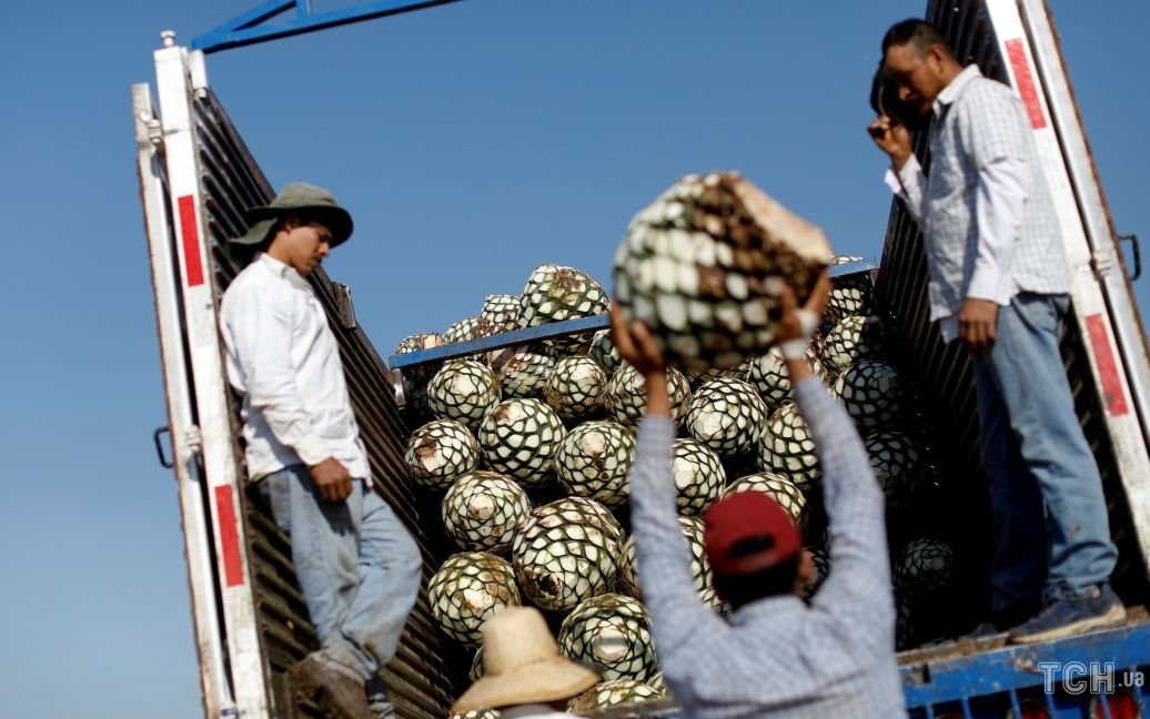 Текілу виготовляють у Халіско, Мексика / © Reuters