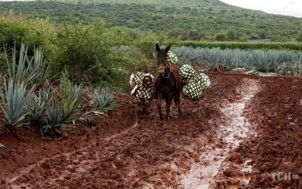 Поля кактусів і перевезення на мулах. Reuters показало процес виготовлення текіли