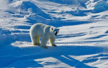 На Аляске белый медведь разорвал двух человек