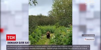 Новости Украины: на Прикарпатье медведи начали уничтожать домашний скот и крушить ульи