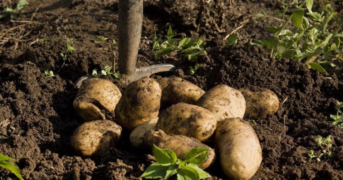 Картопля здешевшала