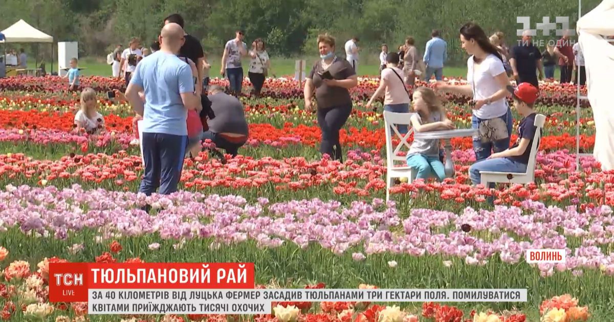 Вблизи луцка фермер засадил три гектара поля тюльпанами