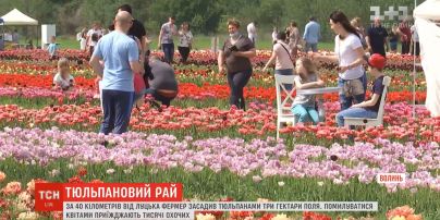 Вблизи Луцка фермер засадил три гектара поля тюльпанами