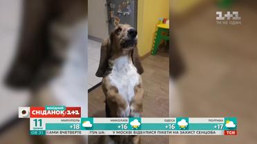 Кумедні відео домашніх улюбленців від глядачів "Сніданку з 1+1"