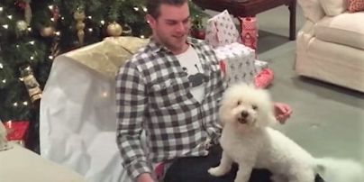 Лучший подарок. Сеть растрогало видео с собаками, которые искренне радуются новогодним сюрпризам