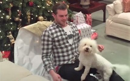 Лучший подарок. Сеть растрогало видео с собаками, которые искренне радуются новогодним сюрпризам