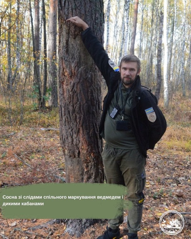 Сосна зі слідами спільного маркування ведмедем та дикими кабанами / © Чорнобильський радіаційно-екологічний біосферний заповідник