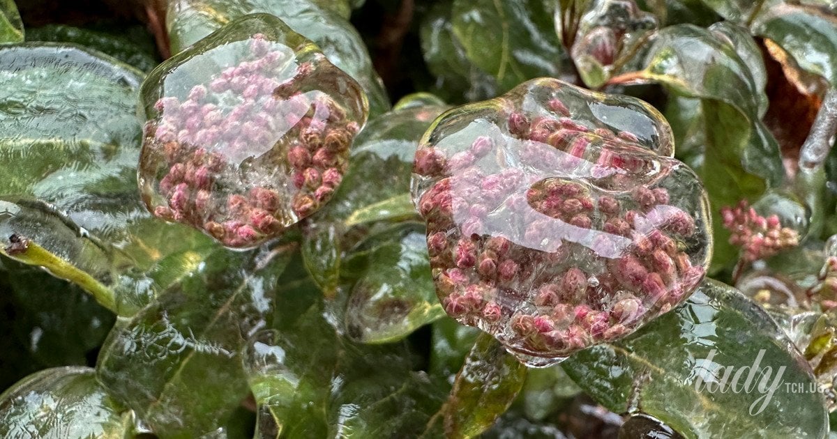 Як підготувати багаторічники до весни