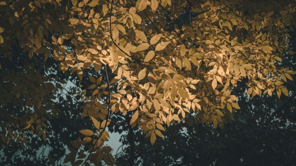 Народные приметы 9 ноября / © Unsplash