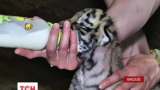 На Николаевщине ветеринар ухаживает у себя дома за трехнедельным тигренком