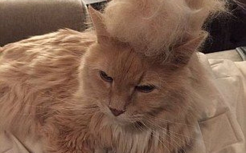 Фото котов с прическами Дональда Трампа стали популярными. / © Daily Mail