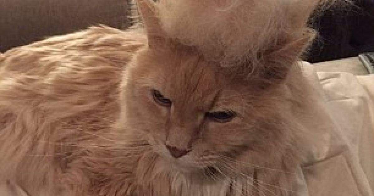 Фото котов с прическами Дональда Трампа стали популярными. / © Daily Mail