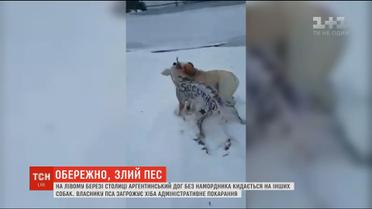 Пес-агресор: у столиці розфарбований аргентинський дог нападає на інших собак