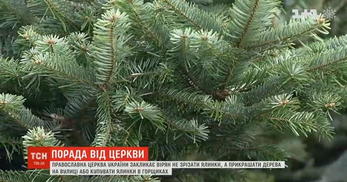 Православная церковь призвала отказаться от живых елок