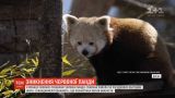 Из зоопарка во французском городе Овернь загадочно исчезла красная панда