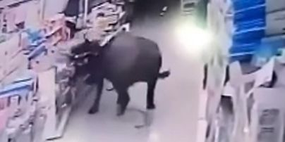 У Китаї оскаженілий буйвол напав на вагітну жінку у магазині