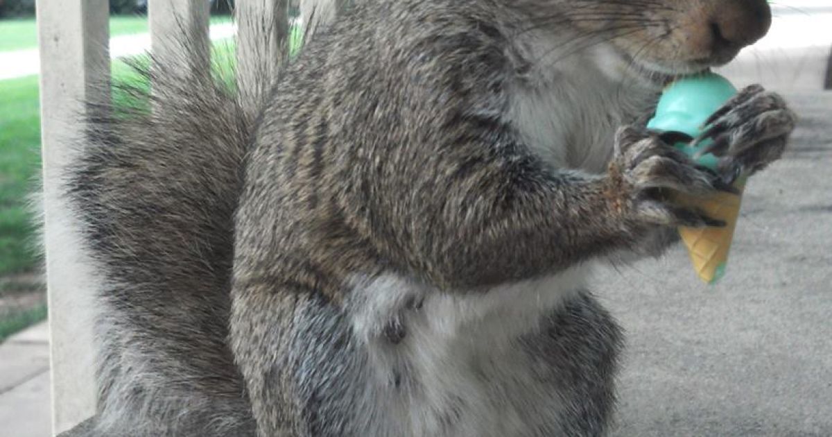 Белка-модница Снизи / © Sneezy The Penn State Squirrel / Facebook