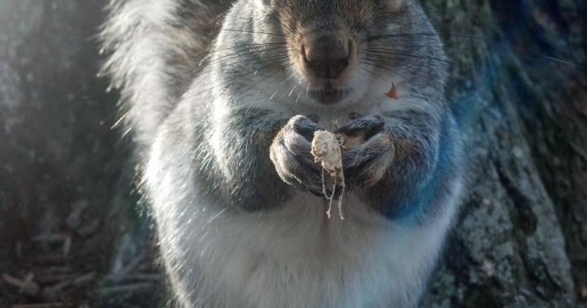 Белка-модница Снизи / © Sneezy The Penn State Squirrel / Facebook