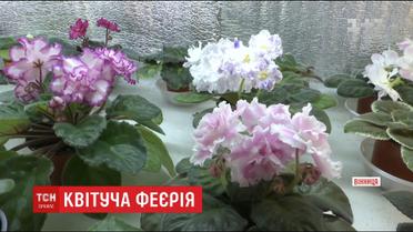В оранжереї вінничанки одночасно зацвіли понад тисяча сортів фіалок
