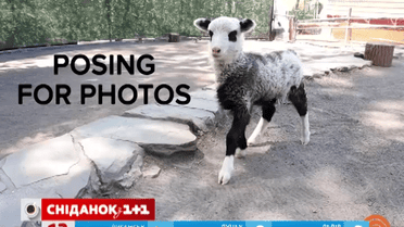 В американському зоопарку народилося ягня-панда