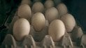 Як зберігати яйця