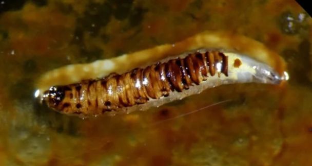 Личинка нефтяной мухи / Фото: James Bailey/inaturalist
