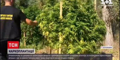 Тсн о конопле стимулятор роста для конопли