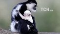 Обезьяны колобус, Прага, Чехия