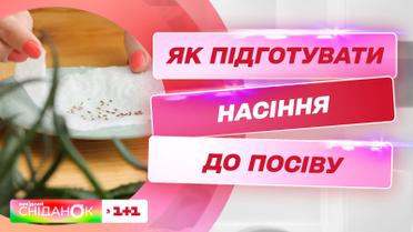 Готовимся к посевному сезону: Антонина Лесик рассказала как подготовить семена к посеву