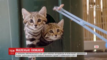 У зоопарку американського Сан-Дієго вперше погодували м'ясом малят чорноногої кішки