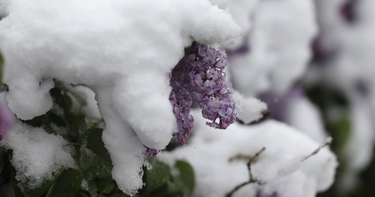 Бузок під снігом