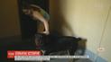 Во Львове пытались отобрать у хозяев пса, который искалечил ребенка