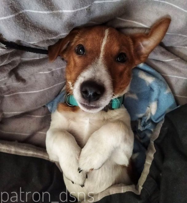 Пес Патрон/Instagram patron_dsns