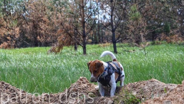 Пес Патрон/Instagram patron_dsns