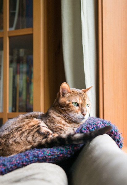 Кот