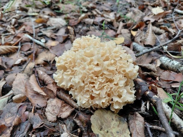 Sparassis crispa / © Ківерцівський національний природний парк "Цуманська пуща"