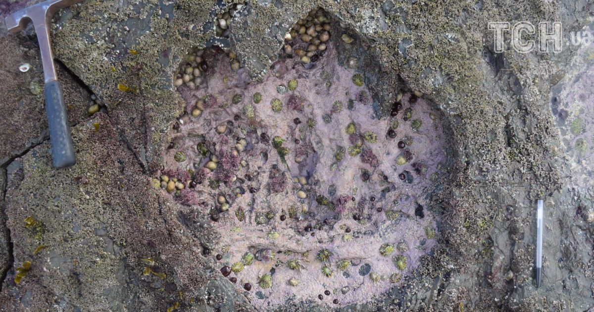 В Шотландии нашли следы самого большого животного, которое когда-либо ходило по земле