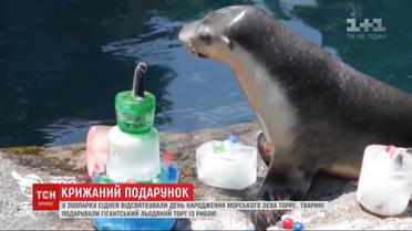 Именинный торт для морского льва приготовили работники сиднейского зоопарка