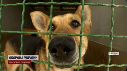 Овчарка Крым, Шафа из Бородянки, пес Вася - символы войны и российской жестокости