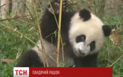 Тройня панд из китайского зоопарка стала интернет-звездами