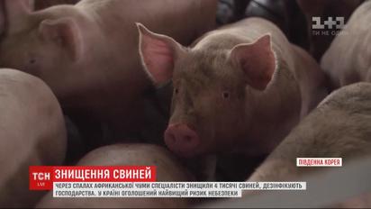Масове знищення свиней через африканську чуму відбувається в Південній Кореї