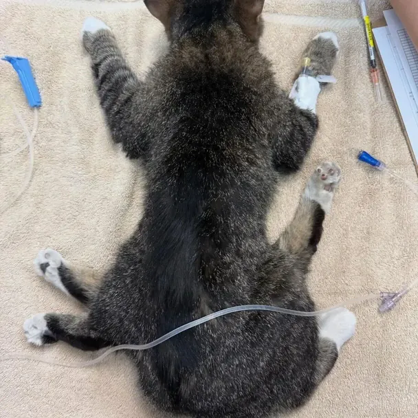 Кішка Бітсі. Фото: Furget Me Not Animal Rescue
