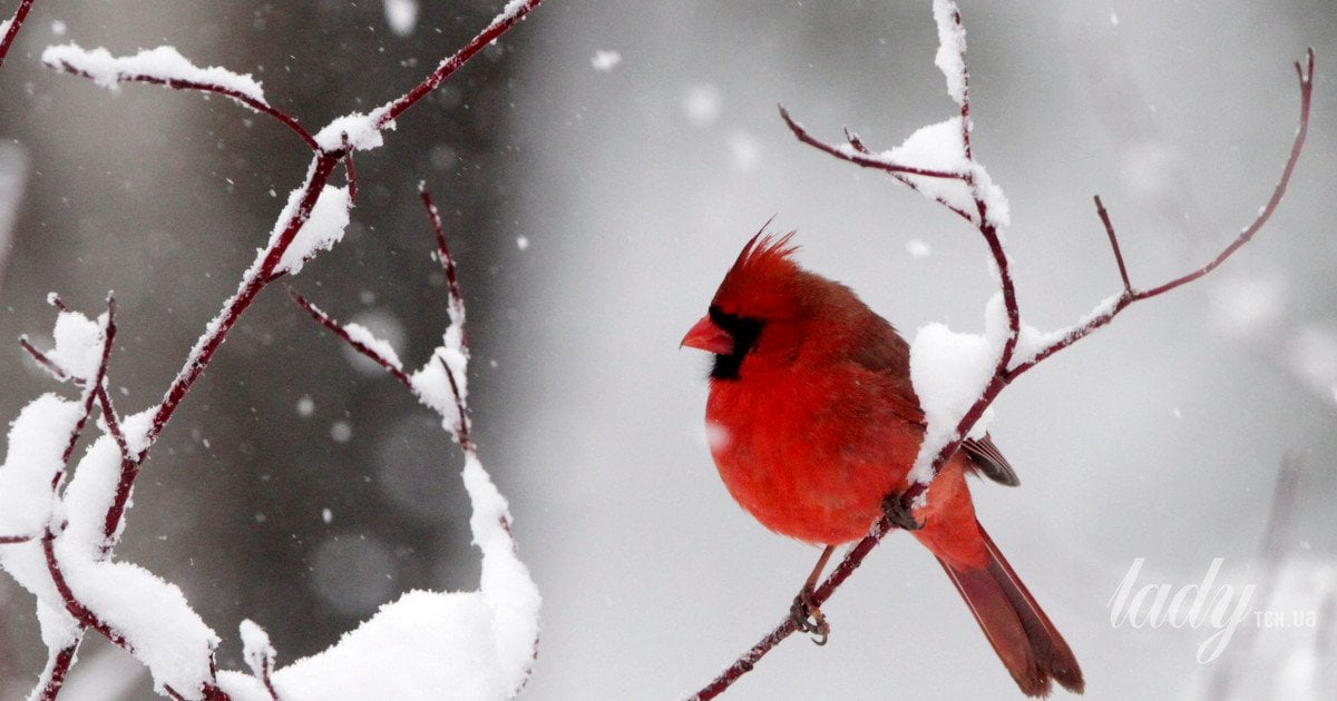 Рослини, які додадуть кольорів засніженому саду