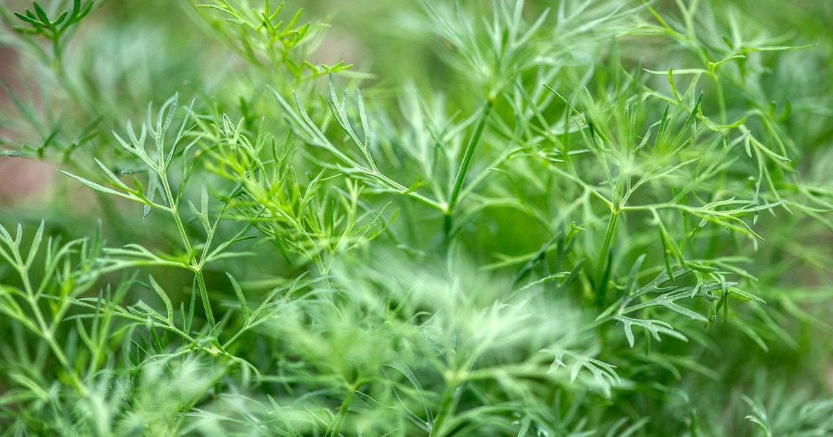 Посів кропу на зиму