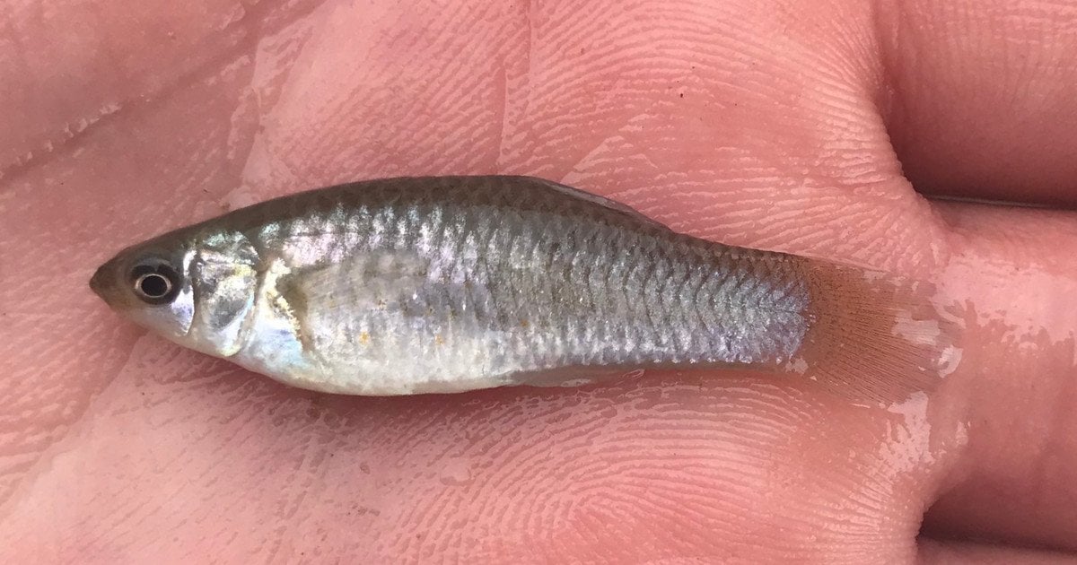 Амазонська моллінезія. Фото: Nick Loveland/CC0