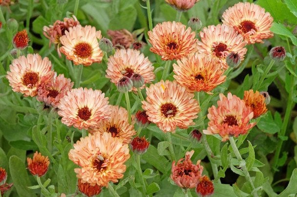 Календула «Рожевий сюрприз» / © Credits